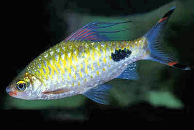 Puntius filamentosus
